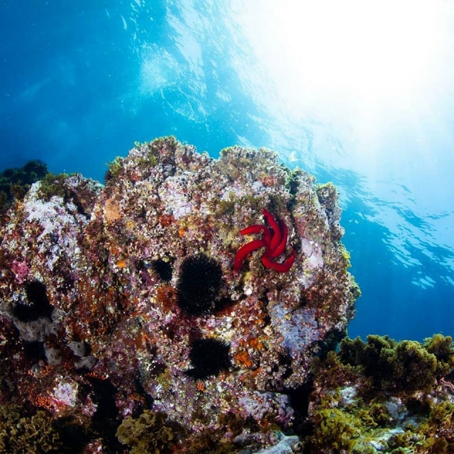 fauna del fondo marino