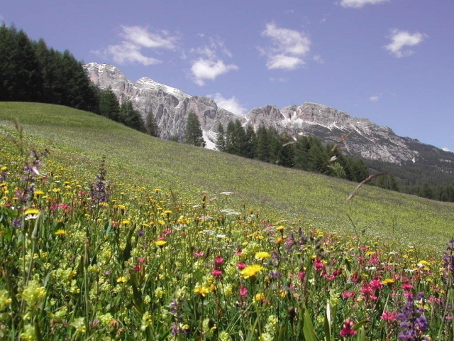  El verde de las montañas 