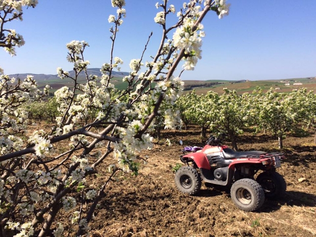 Entre los campos sicilianos en buggy 