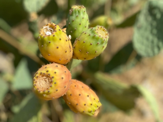  Higos chumbos maduros