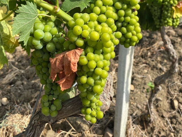  Uva de Trapani 