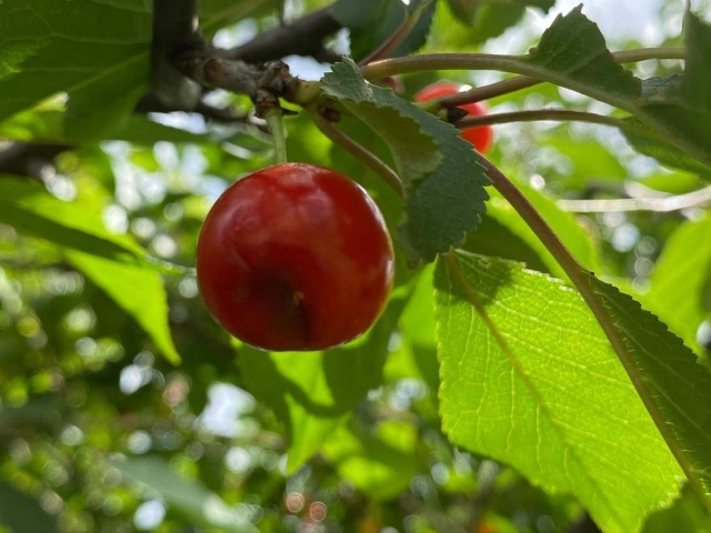  Cerezas sicilianas 