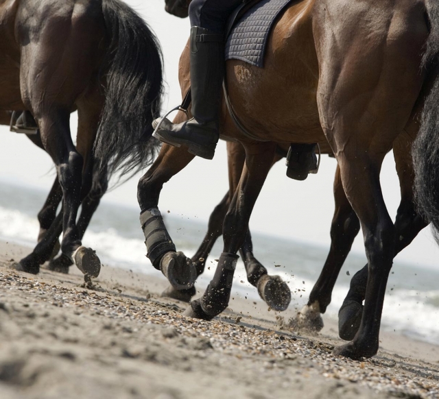  caballos en la playa 