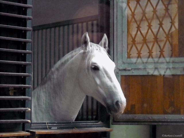  nuestro caballo 