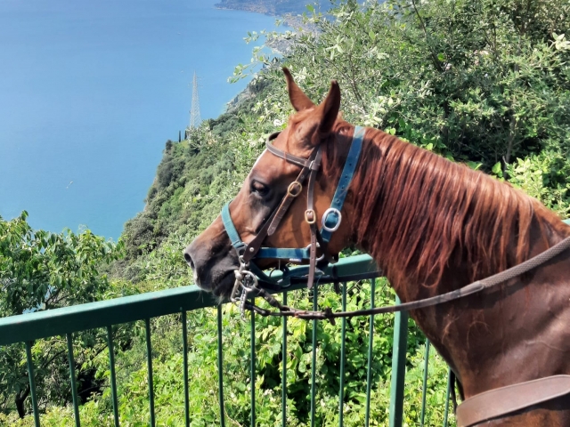 Excursión a caballo de una hora en Toscolano Maderno.