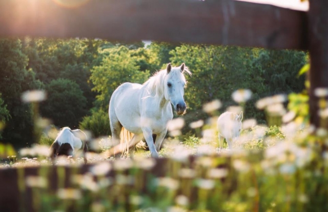 caballo en la naturaleza