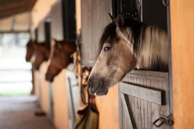 la escuela de equitación