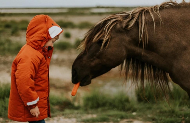  una zanahoria para el caballo
