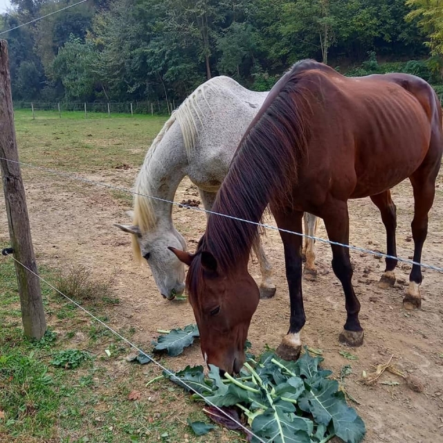  Caballos en el centro de equitación 