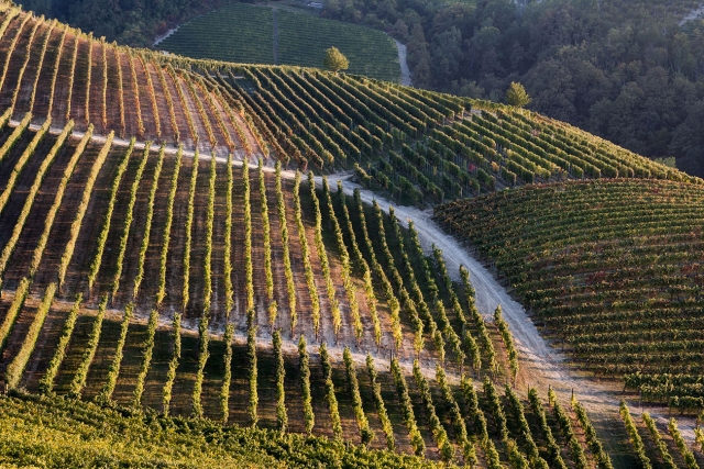 viñedos en el Roero