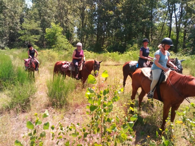  caballos en la naturaleza 