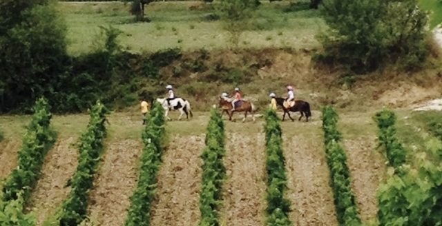  Paseo por los viñedos locales 
