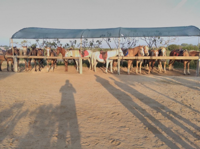  nuestros caballos 