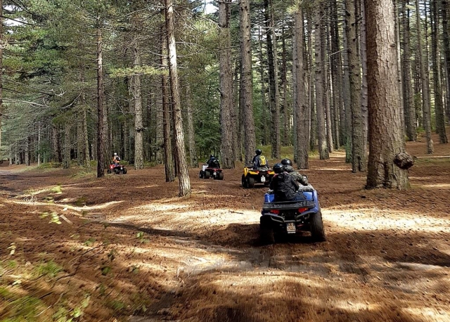  cuatrimotos en el pinar 