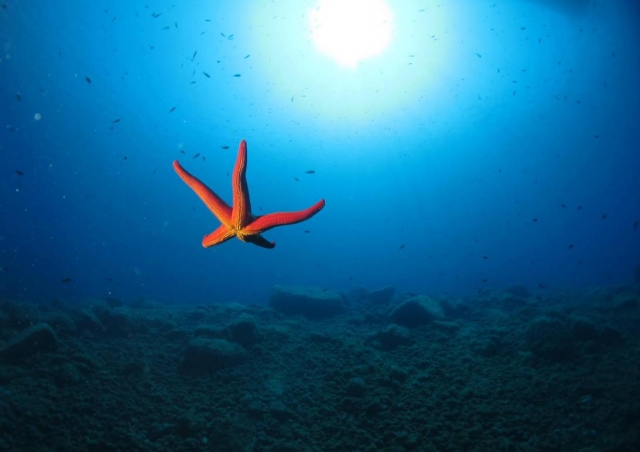  estrellas de mar 