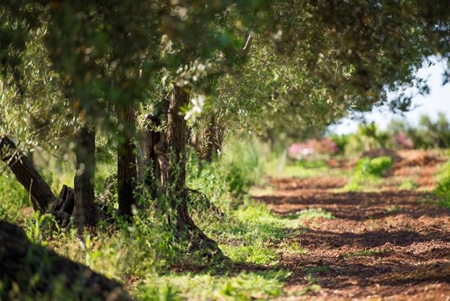  El olivar 