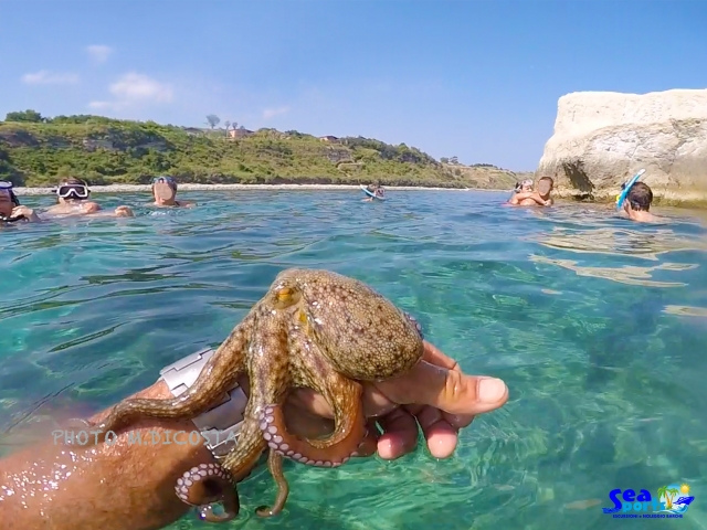  PULPO 