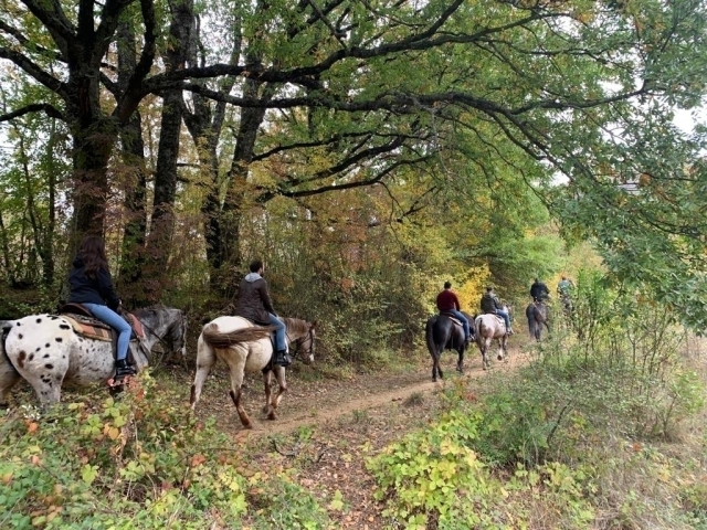en el bosque de rieusted 