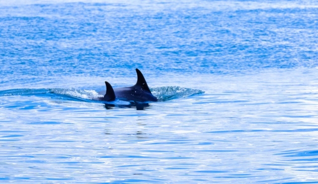 avistamiento de delfines 