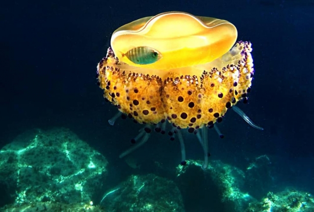  casiopea en el fondo marino 