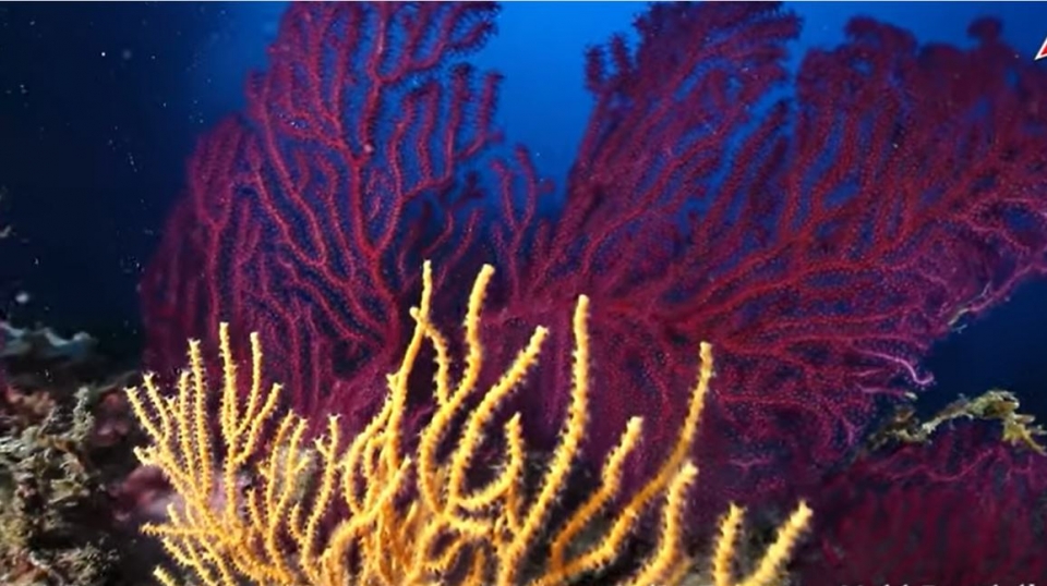  Corales de colores 