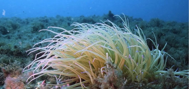  Flora del fondo marino 