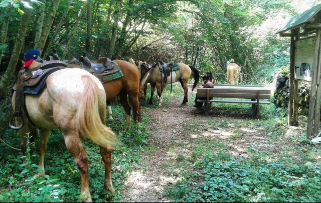 caballos listos 