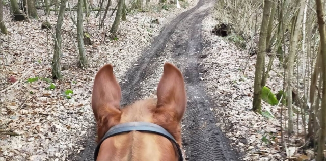  Cabalgando por el bosque