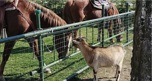  Nuevos amigos