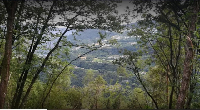 Caminos por el bosque