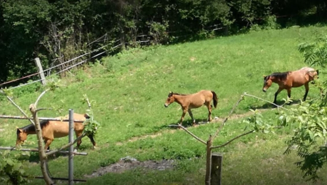  Caballos pastando 