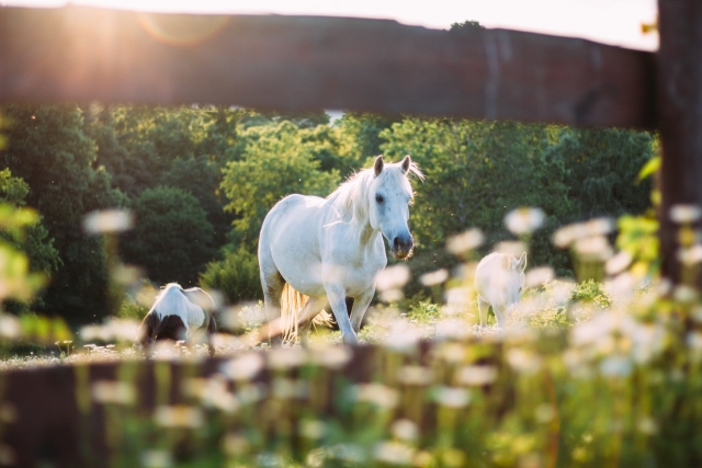  Caballo blanco en libertad 
