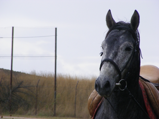  Uno de nuestros caballos