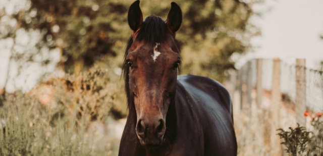  Uno de nuestros hermosos caballos 