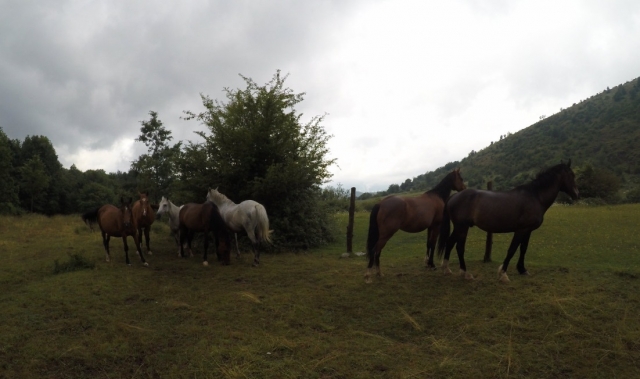 Nuestros caballos 