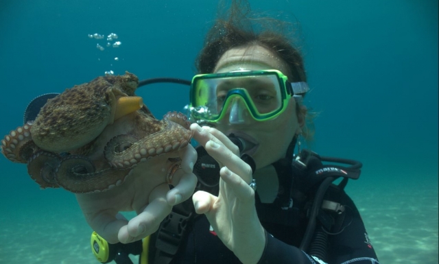  Pulpo pequeño 