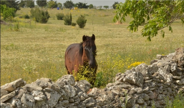  Uno de nuestros animales
