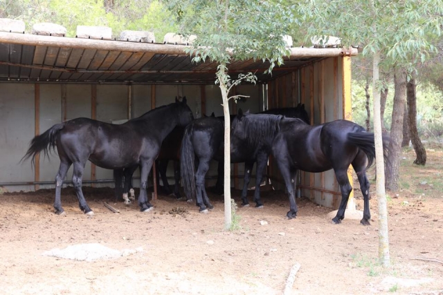  Los caballos en la escuela de equitación 