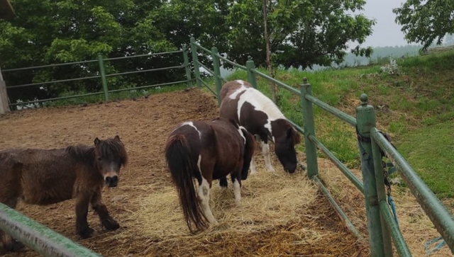  En nuestras caballerizas