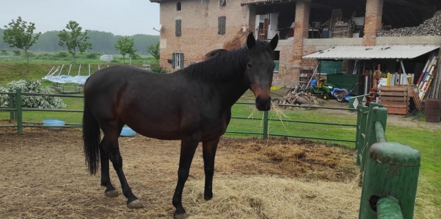  Uno de nuestros caballos 