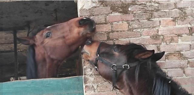 Nuestros hermosos caballos 