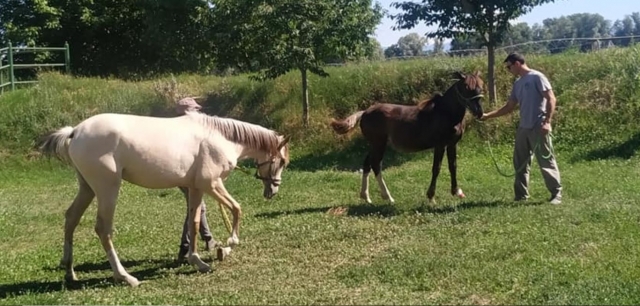  Fuera de las caballerizas 