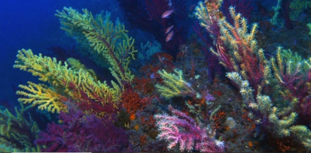  Los coloridos fondos marinos de Sicilia 