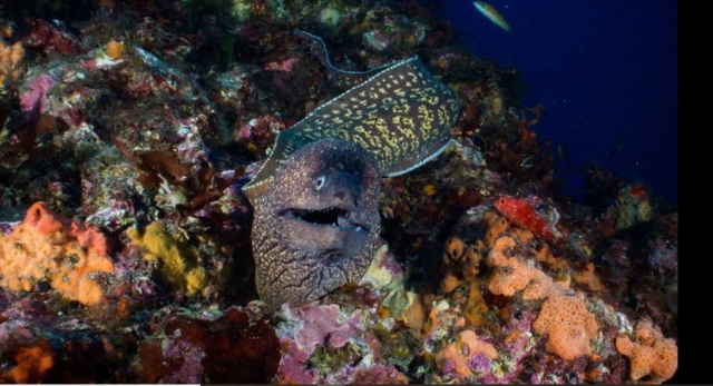 Fauna y flora únicas en el mundo 