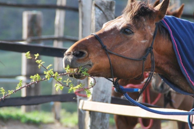 caballo 