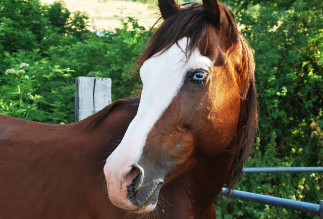  nuestro caballo 