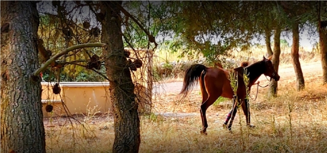 caballos en Cerdeña