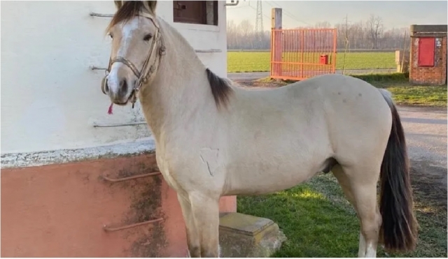  nuestros caballos siempre están listos para darle la bienvenida 