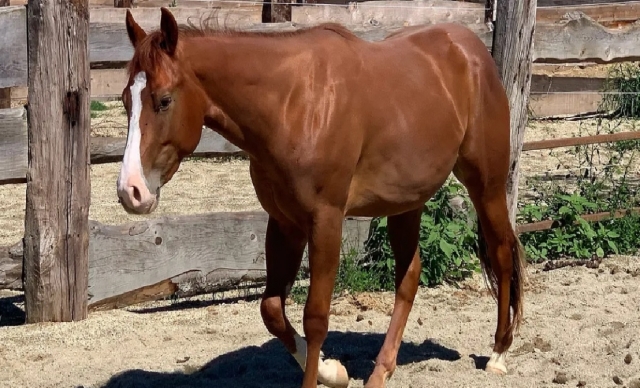  conoce nuestros caballos