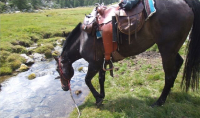  agua potable para caballos 